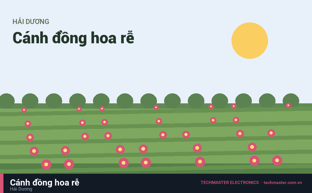 Cánh đồng hoa rễ - Hải Dương